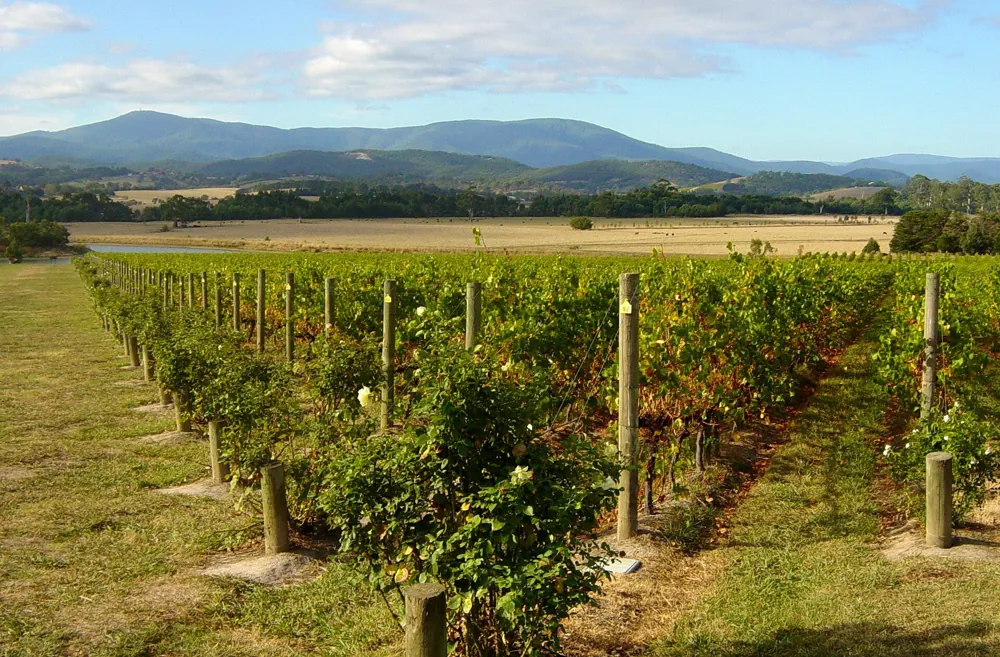 Yarra Valley vineyards